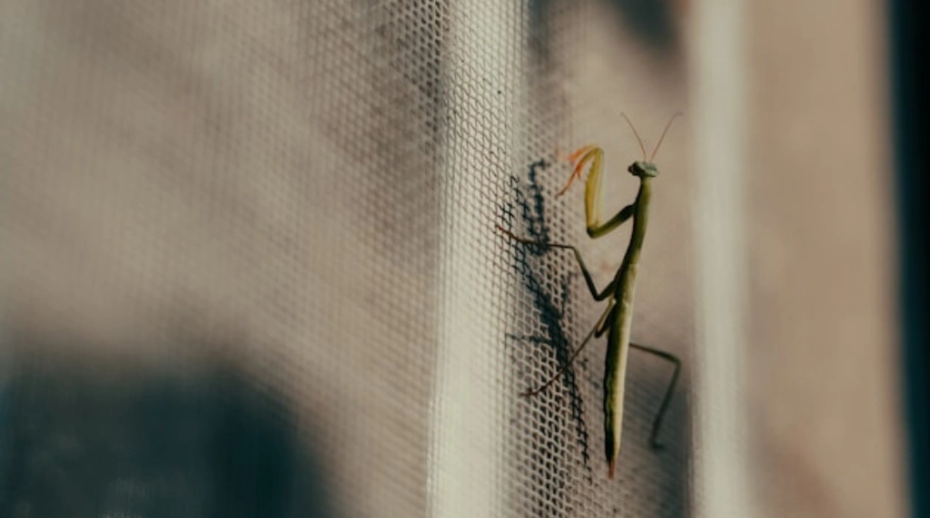 apakah pintu kawat nyamuk aluminium bisa custom